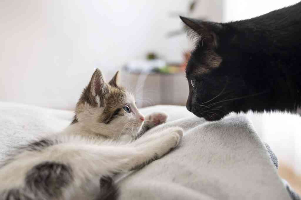 Уроки кошачьего детства: как мать готовит котят к большой жизни