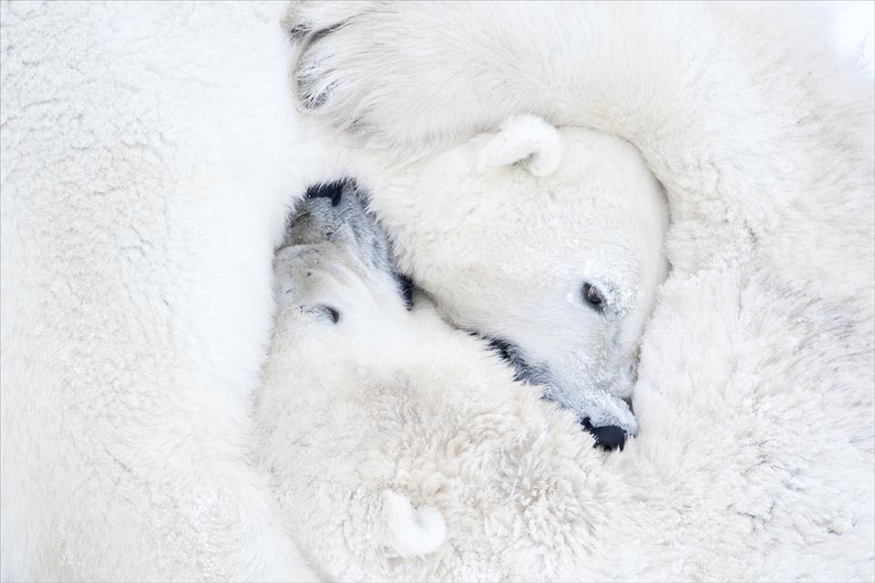 Polar Bears hugging