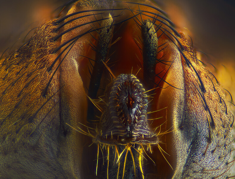 10 фантастических фото привычных вещей в макрообъективе 10 фантастических фото привычных вещей в макрообъективе супер