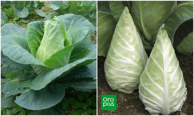 Необычные овощи: коническая капуста Необычные овощи: коническая капуста капуста,огород