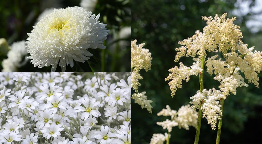 Белые цветы для монохромного сада: 50 лучших белоснежных садовых растений дача,сад и огород,садовые растения,цветоводство
