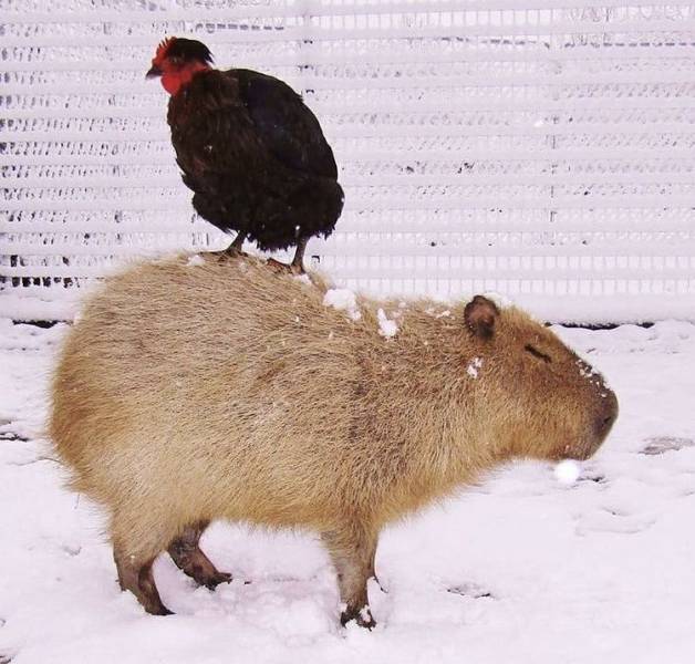 Подборка картинок. Вечерний выпуск  приколы,смешные картинки,юмор