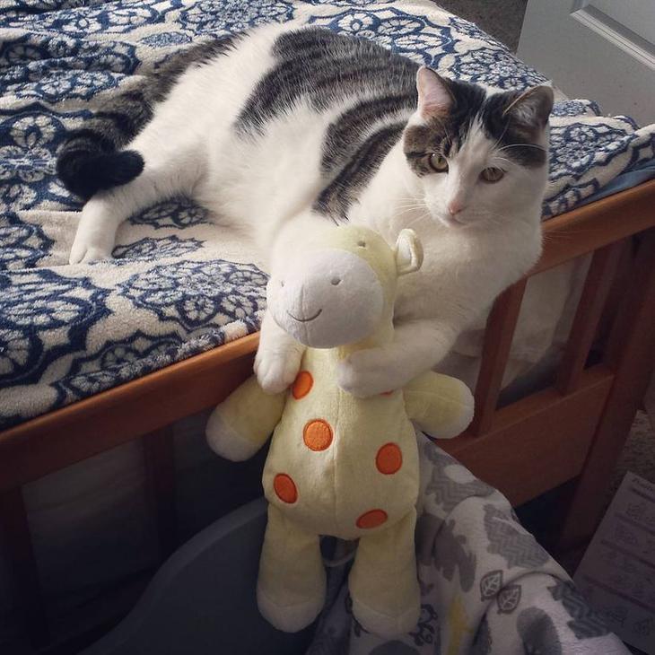 20 кошек, которые очевидно хотят вам навредить 