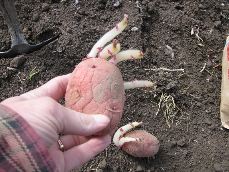 Секреты посадки картофеля, о которых вы, возможно, еще не знали картофель, огород