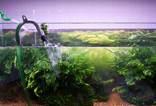 Подмена как способ очищения воды в аквариуме