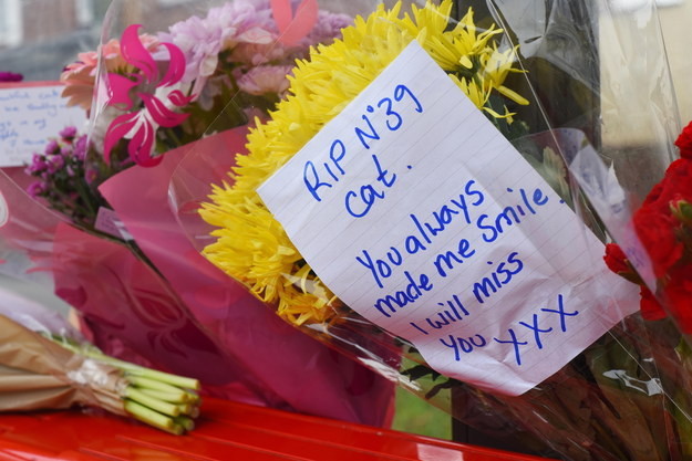 Люди создали из автобусной остановки мемориал кошке,которая была жестоко убита жестокое обращение, животные, кошки, память