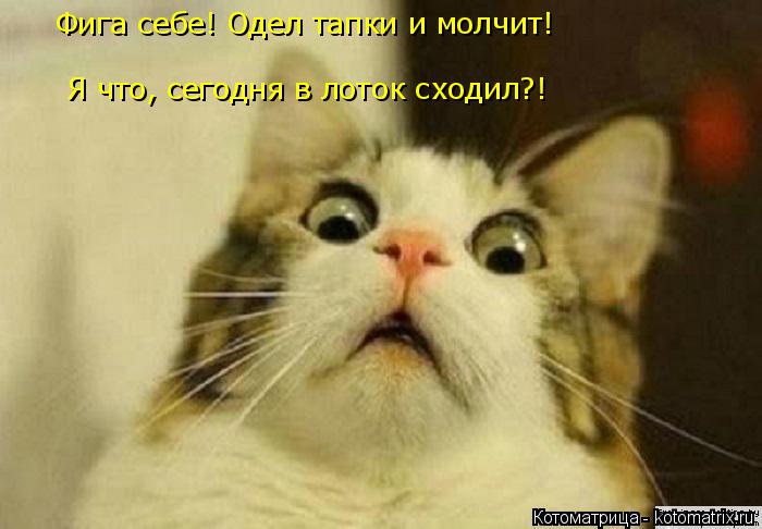 Котоматрица: Фига себе! Одел тапки и молчит! Я что, сегодня в лоток сходил?!