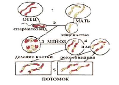 Генетика