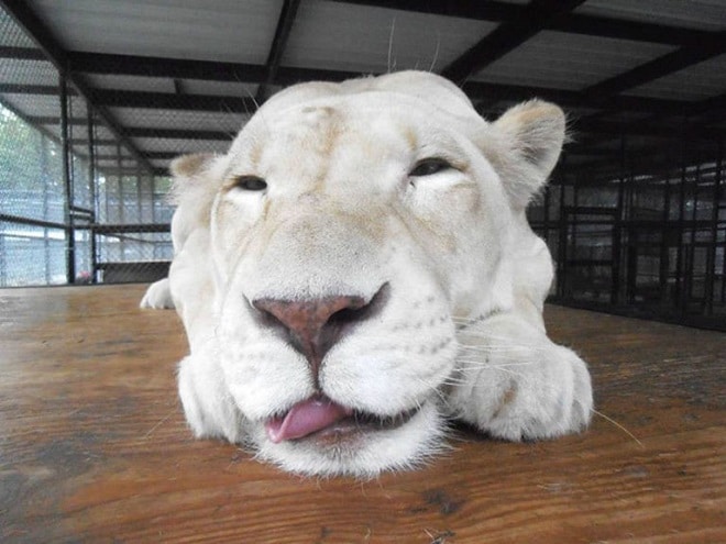 Белая львица