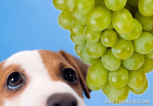 jiu_rf_photo_of_sad_dog_and_grapes_thumb