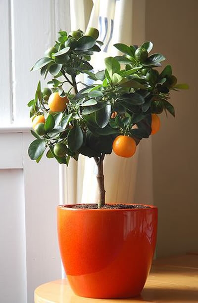 Любимая работа: елка vs деревца апельсина