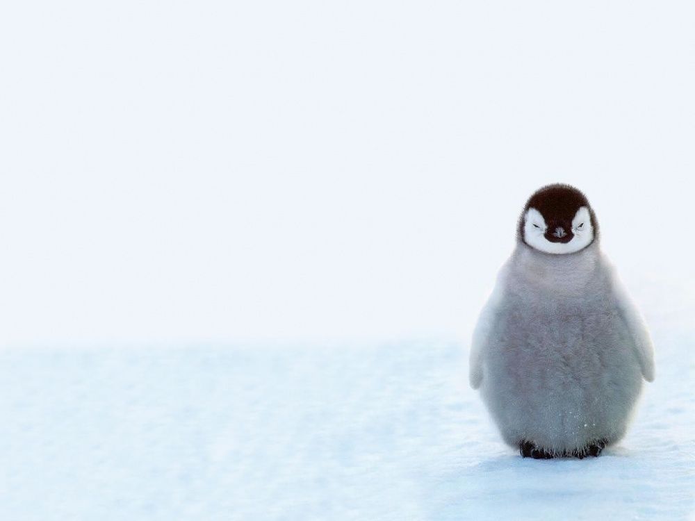 Фотография: Пингвины — это ласточки, которые ели после шести №15 - BigPicture.ru