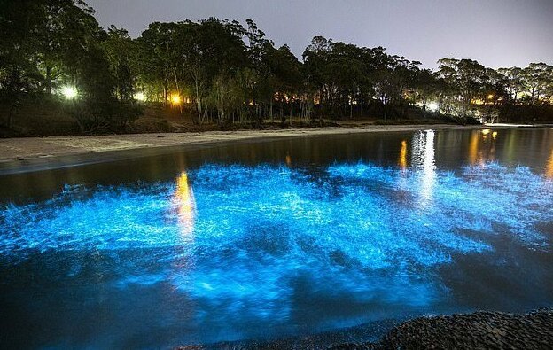 Океан у побережья Австралии засветился изнутри явление, Австралии, организмы, одноклеточные, scintillans, светиться, здешних, микроскопические, водоросли, начинают, случается, 26летний, одиндва, говорит, помощью, морскими, только, движение, Noctiluca, когда