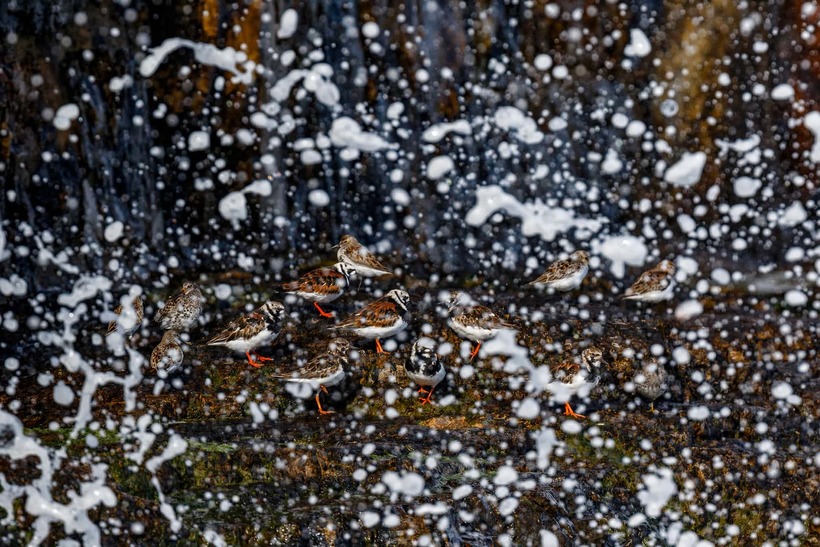 Лучшие фотографии птиц с конкурса Bird Photographer of the Year