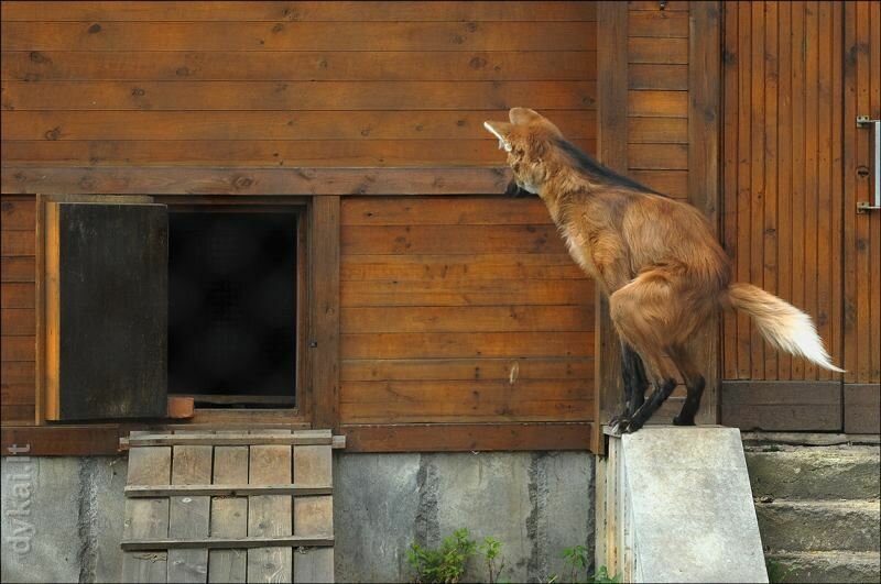 Кто ворует из курятника. Лиса в курятнике. Лиса забралась в курятник. Лиса ворует кур. Лиса у сарая.