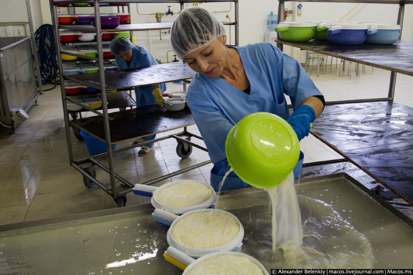 Производство адыгейского сыра сыр, производство