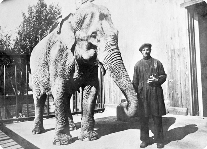 Слониха в блокадном Ленинграде