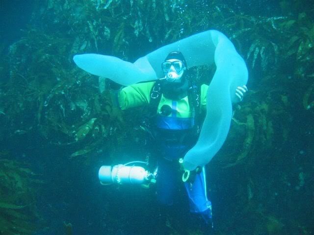 Пиросомы – самые редкие существа на Земле. Удивительное зрелище!