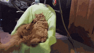 Веселые гифки из нашей жизни Веселые гифки из нашей жизни