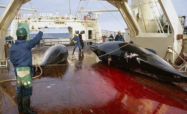 Японцы вновь начинают охоту на китов ynews, китобои, китобойный промысел, киты, международная китобойная комиссия, новости, охрана китов, япония