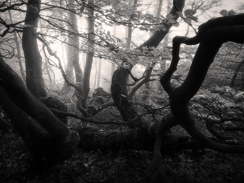 Фотография Mysterious Forest автор Jan Bainar на 500px