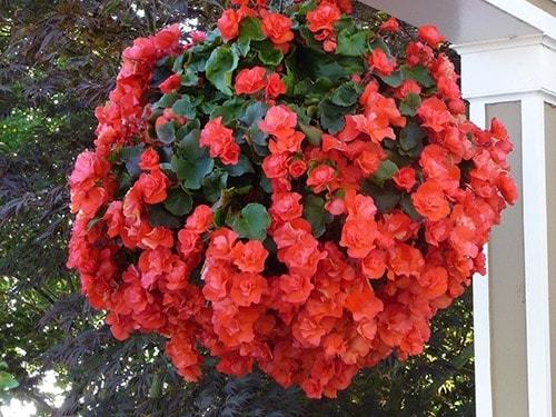 Уход и выращивание бегонии в домашних условиях Уход и выращивание бегонии в домашних условиях комнатные растения,полезные советы