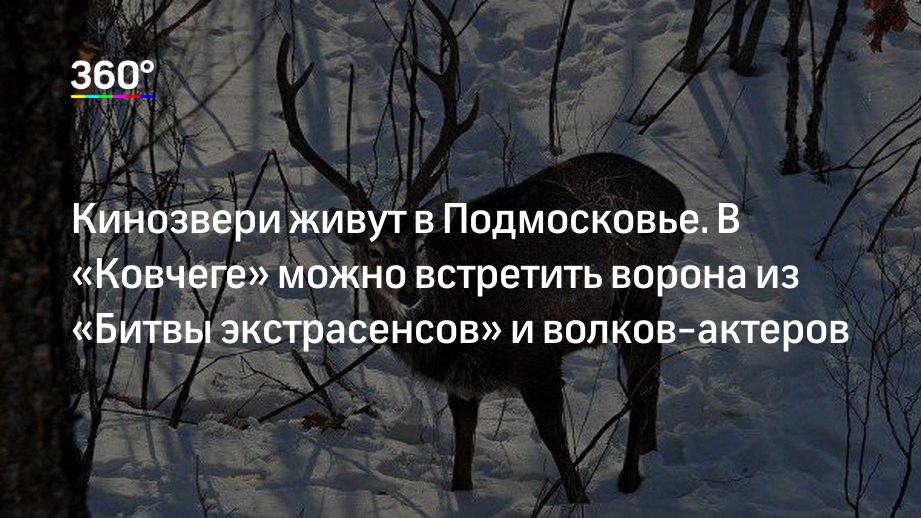 Кинозвери живут в Подмосковье. В «Ковчеге» можно встретить ворона из «Битвы экстрасенсов» и волков-актеров