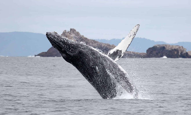 Океанологи увидели хвост над водой и поняли, что этого же кита люди видели здесь почти 40 лет назад: сравнение фото Культура