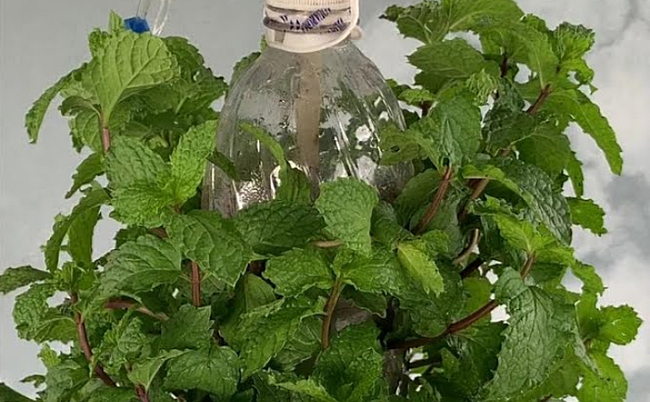 Мята для чая весь год своя и свежая. Зимой выращиваем в пластиковой бутылке - актуальные новости по теме Evergreen на Toplenta