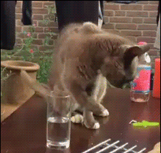 Эта прикольная анимация развлечёт вас на целый день! Эта прикольная анимация развлечёт вас на целый день! позитив