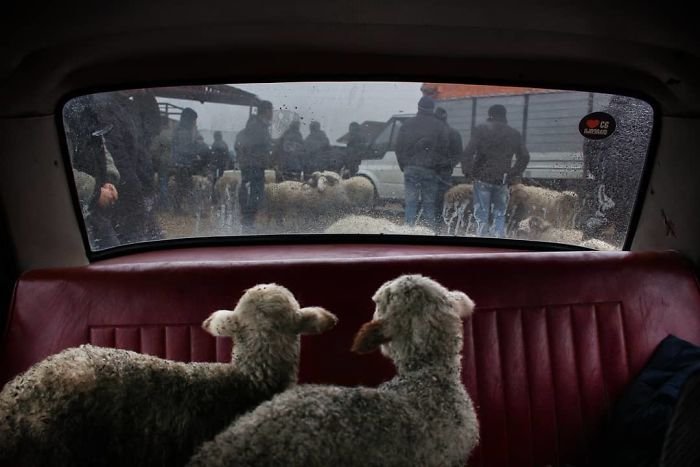 Победители конкурса "The National Geographic Instagram" 