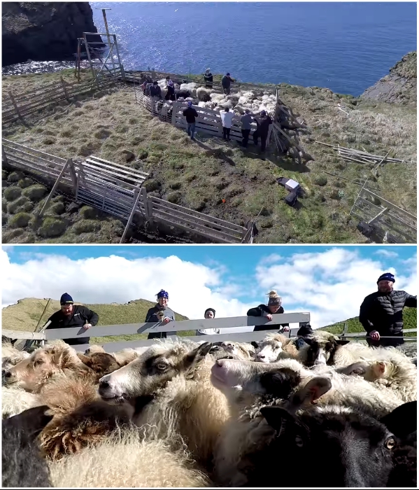 Стадо овец стало дополнительным развлечением для путешественников (о.Эдлидаэй, Исландия). | Фото: youtube.com/ © Torz Film.