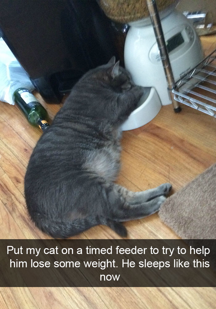 Hilarious-cat-snapchats