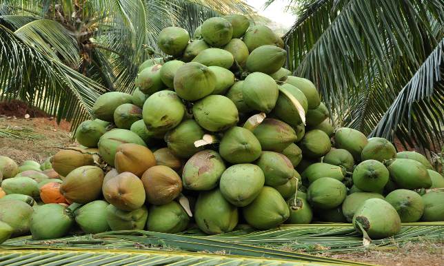 Coconut-cultivation.jpg