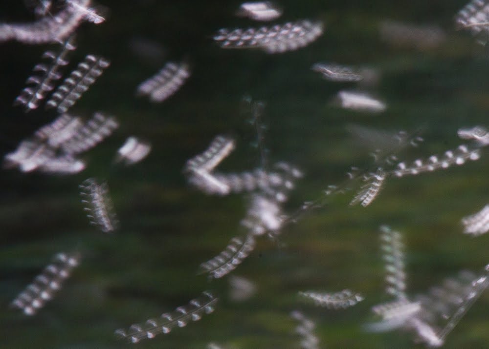 Скайфиш летающие стержни. Небесная рыба скайфиш. Небесная рыба скайфиш. Скайфиш летающие стержни. Криптид скайфиш.