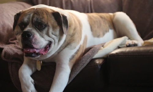 Собачья преданность - Еда на Toplenta