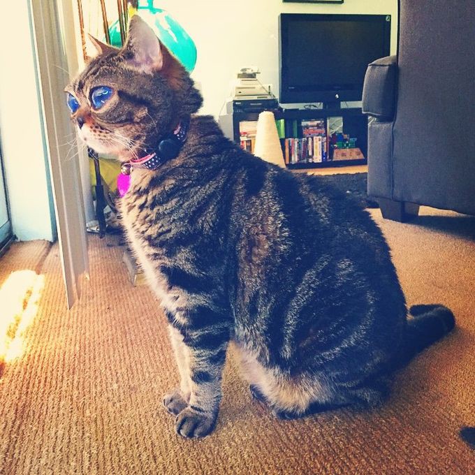 фото кошка инопланетянка из Британии