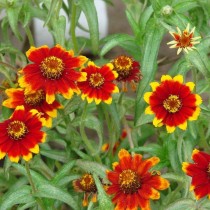 Цинния узколистная (Zinnia angustifolia), сорт «Старое Мехико» (Old Mexico)