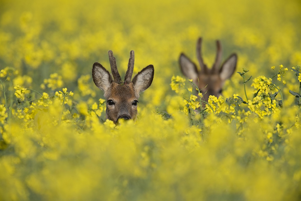 ПАРАЗИТЫ, ЗОМБИ, ЯДЫ. РОССИЯ ПРОХОДИТ ТЕСТ НА АПОКАЛИПСИС ПАРАЗИТЫ, ЗОМБИ, ЯДЫ. РОССИЯ ПРОХОДИТ ТЕСТ НА АПОКАЛИПСИС россия