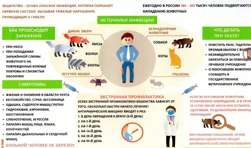 Почему не лечится бешенство?