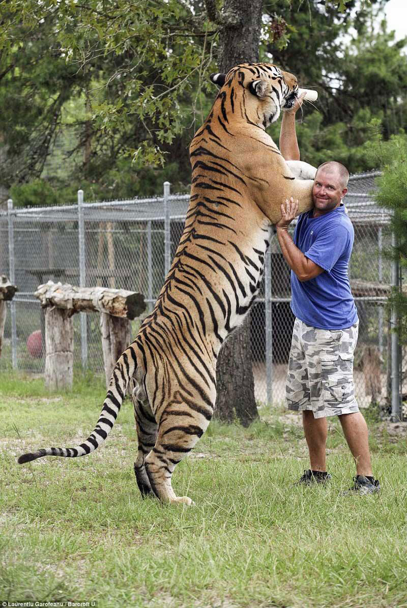 Уссурийский тигр вес