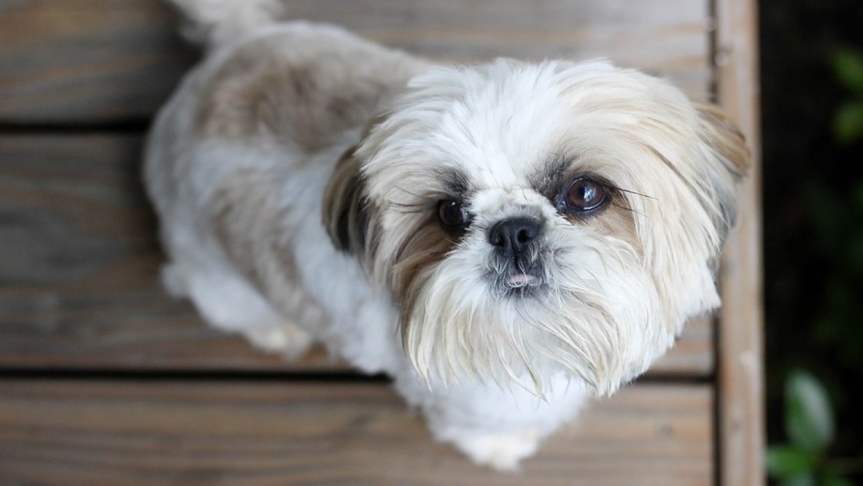 Ученые доказали способность собак распознавать вранье человека