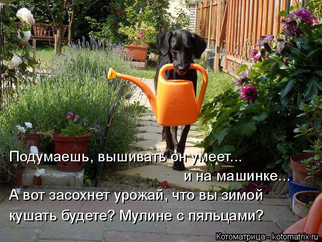 Котоматрица: Подумаешь, вышивать он умеет... и на машинке... А вот засохнет урожай, что вы зимой кушать будете? Мулине с пяльцами?