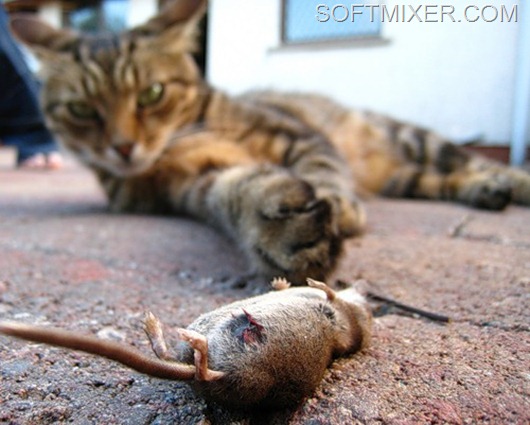 c1a49e1d99610804ead78e995fe