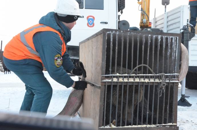 В Красноярске сотрудники МЧС спасли брошенных цирковых животных