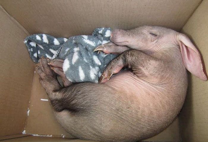 spasenie-detenysha-muraveda-3