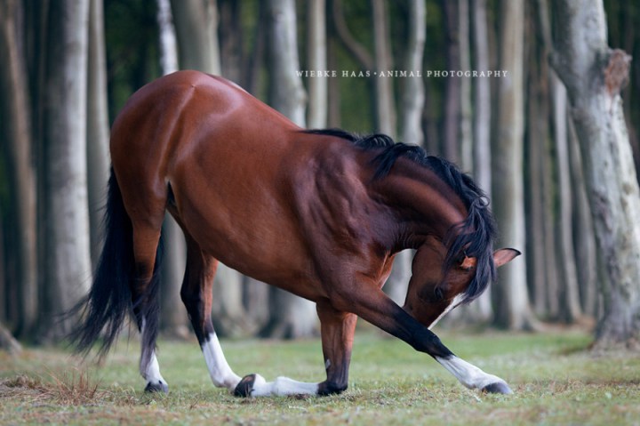 красивые фотографии лошадей 