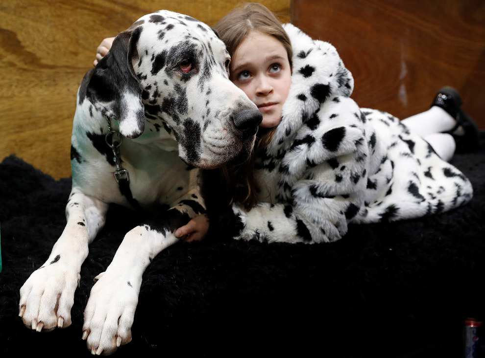 Crufts Dog Show 2018: как прошла крупнейшая в Европе выставка собак