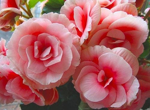 Уход и выращивание бегонии в домашних условиях Уход и выращивание бегонии в домашних условиях комнатные растения,полезные советы