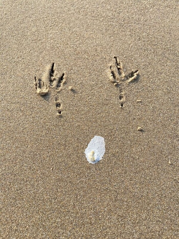 Комичные фото дикой природы, где всё решило одно удачное мгновение когда, Автор, Симоны, УилсонаФотография, НиссенбаумаФотография, Марка, ДоудсаФотография, Майкла, АрнольдаФотография, Кента, ХайнрихФотография, ПескантиниФотография, ТримомаФотография, Энрико, КэткартаФотография, Джорджа, РальфаФотография, Клинта, ФостерФотография, Лавек